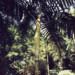CHAMBEYRONIA HOOKERI THE BLONDE FLAMETHROWER PALM