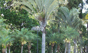 DYPSIS DECARYI THE TRIANGLE PALM