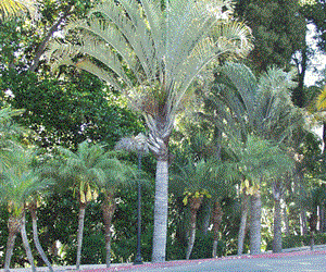 DYPSIS DECARYI THE TRIANGLE PALM
