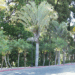 DYPSIS DECARYI THE TRIANGLE PALM