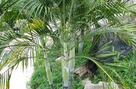 DYPSIS ONILAHENSIS SINGLE TRUNK OR SUCKERING PALM