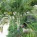 DYPSIS ONILAHENSIS SINGLE TRUNK OR SUCKERING PALM