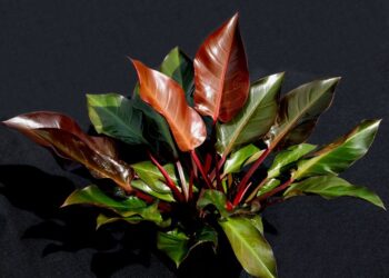 PHILODENDRON McCOLLEYS FINALE RED NEW LEAVES – ROSETTE PLANT