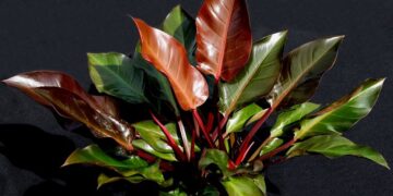 PHILODENDRON McCOLLEYS FINALE RED NEW LEAVES – ROSETTE PLANT