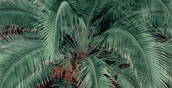 PHOENIX RUPICOLA THE CLIFF DATE PALM 