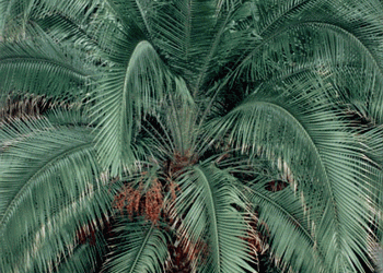 PHOENIX RUPICOLA THE CLIFF DATE PALM 
