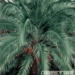 PHOENIX RUPICOLA THE CLIFF DATE PALM 