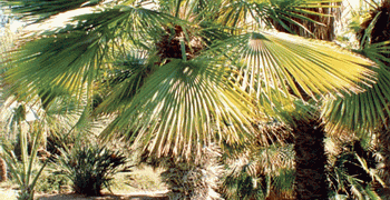 TRITHRINAX ACANTHACOMA AKA TRITHIRNAX BRASILIENSIS SPINY TRUNK – MEDIUM HEIGHT FAN PALM