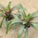 VRIESEA HIEROGLYPHICA FILTERED LIGHT RARE BROMELIAD WITH CROSS BANDED LEAFLETS