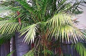 LACCOSPADIX AUSTRALASICA SINGLE TRUNK MOUNTAIN FORM