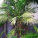 LACCOSPADIX AUSTRALASICA SINGLE TRUNK MOUNTAIN FORM