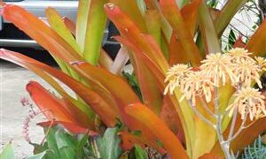 AECHMEA SPECIES TEN INCH LONG YELLOW & ORANGE BLOSSOMS
