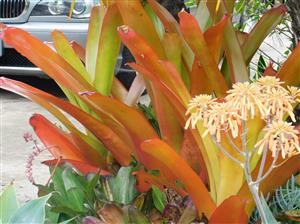 AECHMEA SPECIES TEN INCH LONG YELLOW & ORANGE BLOSSOMS