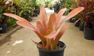 AECHMEA BLANCHETIANA LARGER TYPE OF COLORFUL BROMELIAD