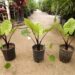 ALOCASIA DARK STAR SMALLER HYBRID VARIETY WITH DARK STEMS