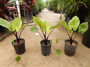 ALOCASIA DARK STAR SMALLER HYBRID VARIETY WITH DARK STEMS