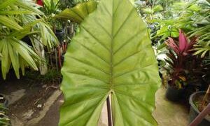 ALOCASIA SUMO HYBRID ALOCASIA – EXOTIC WITH SOME COLD HARDINESS
