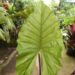 ALOCASIA SUMO HYBRID ALOCASIA – EXOTIC WITH SOME COLD HARDINESS