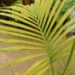 ARCHONTOPHOENIX TUCKERI RARE AUSTRALIAN TYPE OF KING PALM
