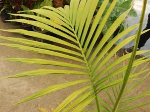 ARCHONTOPHOENIX TUCKERI RARE AUSTRALIAN TYPE OF KING PALM