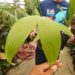 ARCHONTOPHOENIX BEATRICAE AN  UNUSUAL TYPE OF KING PALM