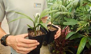 KING PALM ARCHONTOPHOENIX CUNNINGHAMIANA