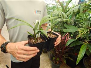KING PALM ARCHONTOPHOENIX CUNNINGHAMIANA