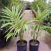 ARCHONTOPHOENIX MAXIMA LARGEST OF THE KING PALMS