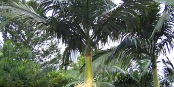 ARCHONTOPHOENIX MAXIMA LARGEST OF THE KING PALMS