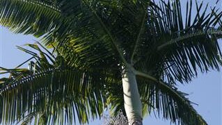 ARCHONTOPHOENIX “TERACARPA”THE BEST KING PALM EVER!