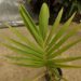 ARCHONTOPHOENIX PURPUREA THE PURPLE CROWN SHAFT KING PALM