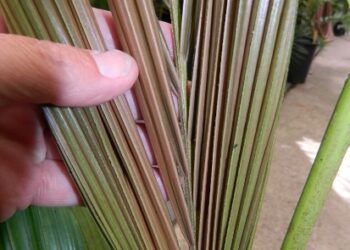 ARCHONTOPHOENIX “TERACARPA”THE BEST KING PALM EVER!