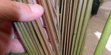 ARCHONTOPHOENIX “TERACARPA”THE BEST KING PALM EVER!
