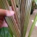 ARCHONTOPHOENIX “TERACARPA”THE BEST KING PALM EVER!