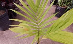 ARCHONTOPHOENIX “TERACARPA”THE BEST KING PALM EVER!
