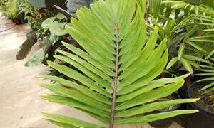 ARENGA MICRANTHA LARGE SUCKERING PINNATE PALM FROM INDIA THAT TOLERATES SIGNIFICANT COLD