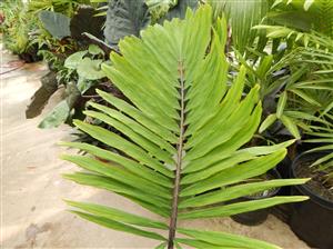 ARENGA MICRANTHA LARGE SUCKERING PINNATE PALM FROM INDIA THAT TOLERATES SIGNIFICANT COLD