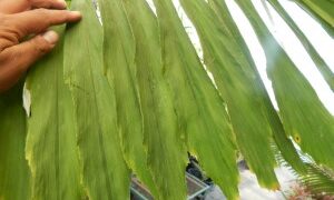 ARENGA MICRANTHA LARGE SUCKERING PINNATE PALM FROM INDIA THAT TOLERATES SIGNIFICANT COLD