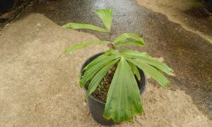 ARENGA PINNATA THE SUGAR PALM