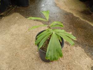 ARENGA PINNATA THE SUGAR PALM