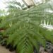 AUSTRALIAN TREE FERN CYATHEA COOPERI