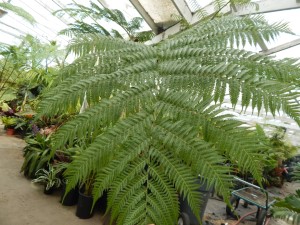 AUSTRALIAN TREE FERN CYATHEA COOPERI