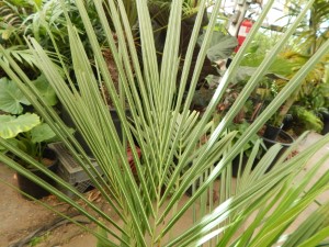 BECCARIOPHOENIX ALFREDII THE MADAGASCAR PLATEAU COCONUT PALM