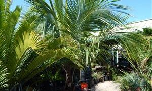 BECCARIOPHOENIX ALFREDII THE MADAGASCAR PLATEAU COCONUT PALM