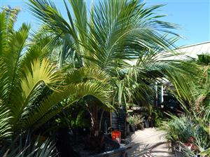 BECCARIOPHOENIX ALFREDII THE MADAGASCAR PLATEAU COCONUT PALM