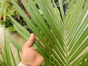 BECCARIOPHOENIX MADAGASCARENSIS AKA “BECCARIOPHOENIX NO-WINDOWS