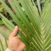 BECCARIOPHOENIX MADAGASCARENSIS AKA “BECCARIOPHOENIX NO-WINDOWS”
