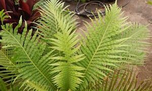 BLECHNUM GIBBUM FERN “MINIATURE TREE FERN”