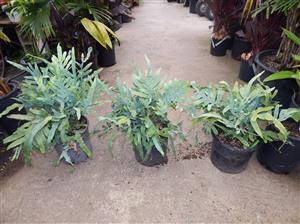 BLUE STAR FERN PHLEBODIUM AUREUM