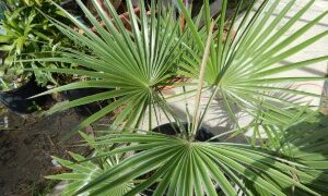 BRAHEA SPECIES “SUPER SILVER” NICE 15 GALLON PLANTS